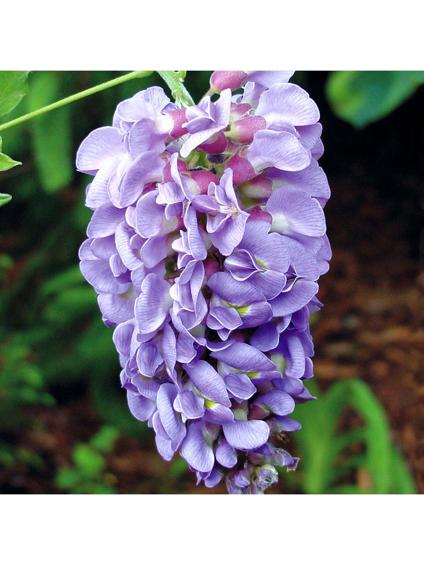 Image 1 of 3 of You Garden Wisteria Amethyst Falls 15cm Pot