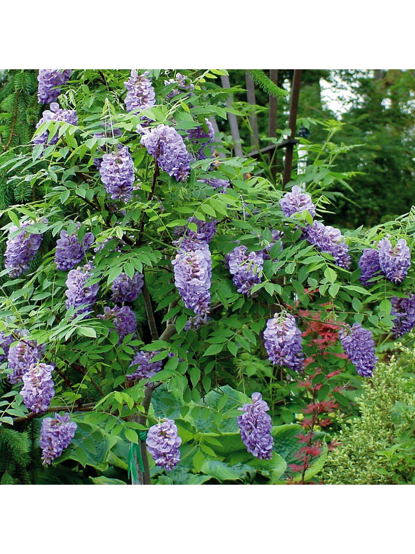 Image 2 of 3 of You Garden Wisteria Amethyst Falls 15cm Pot