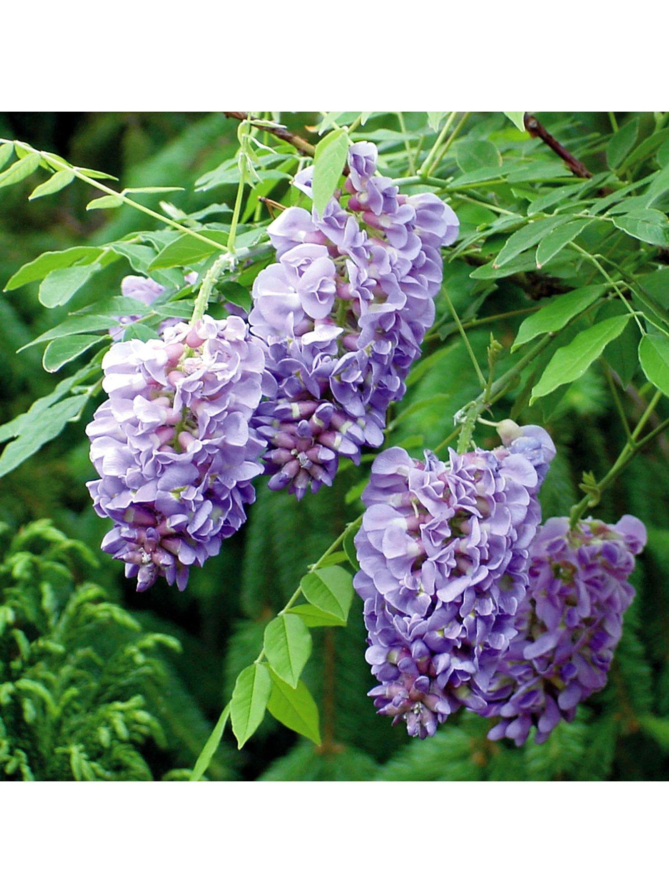 Image 3 of 3 of You Garden Wisteria Amethyst Falls 15cm Pot