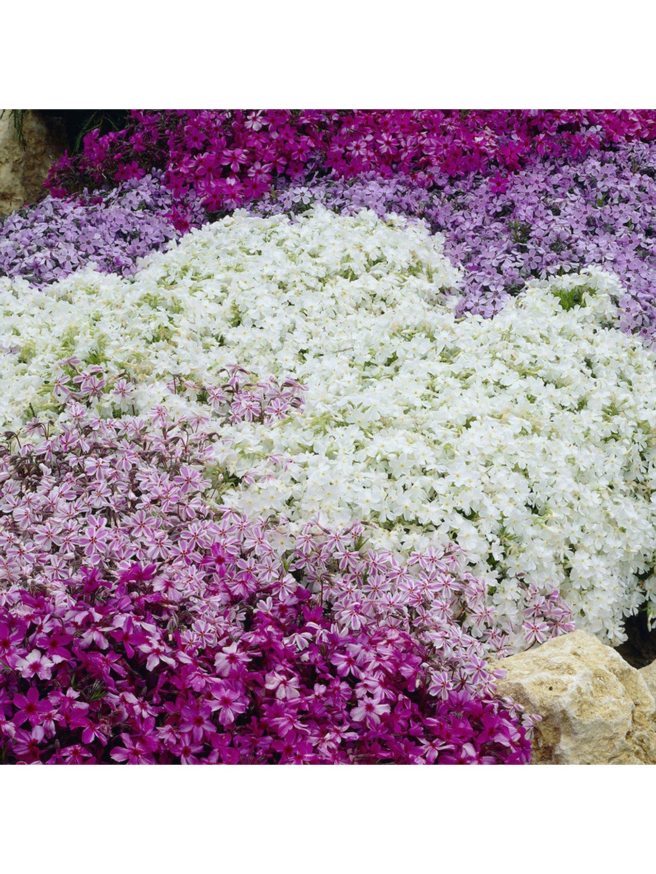 Product photograph of You Garden Creeping Moss Phlox Subulata Collection 6 X 9cm Pots from very.co.uk