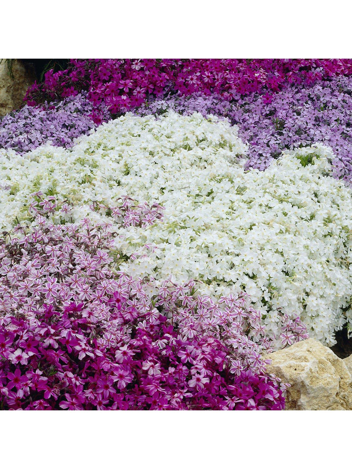 Product photograph of Creeping Moss Phlox Subulata Collection 6 X 9cm Pots from very.co.uk