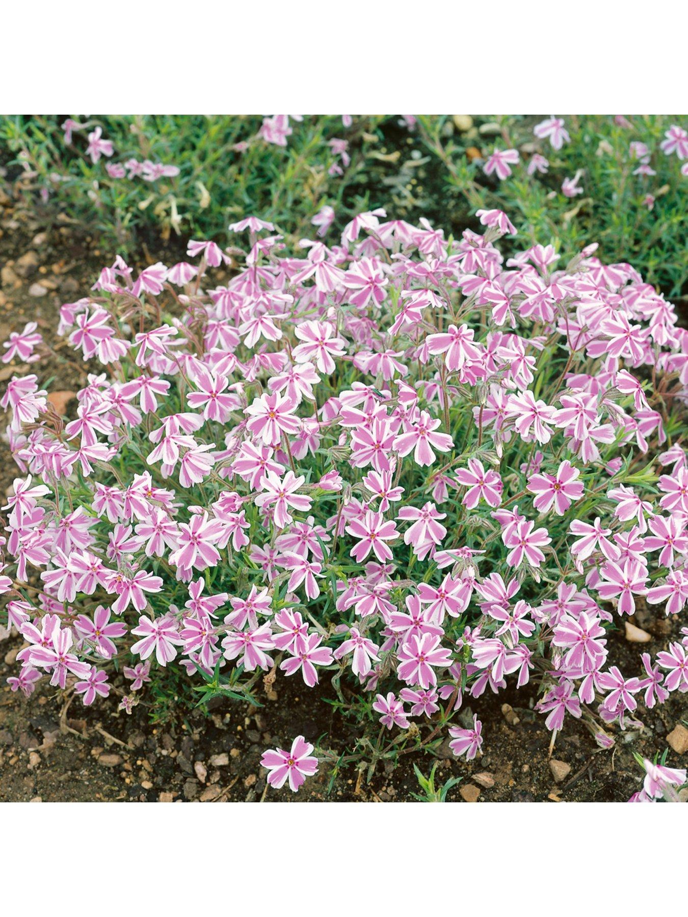 Image 2 of 5 of You Garden Creeping Moss Phlox Subulata Collection 6 x 9cm Pots