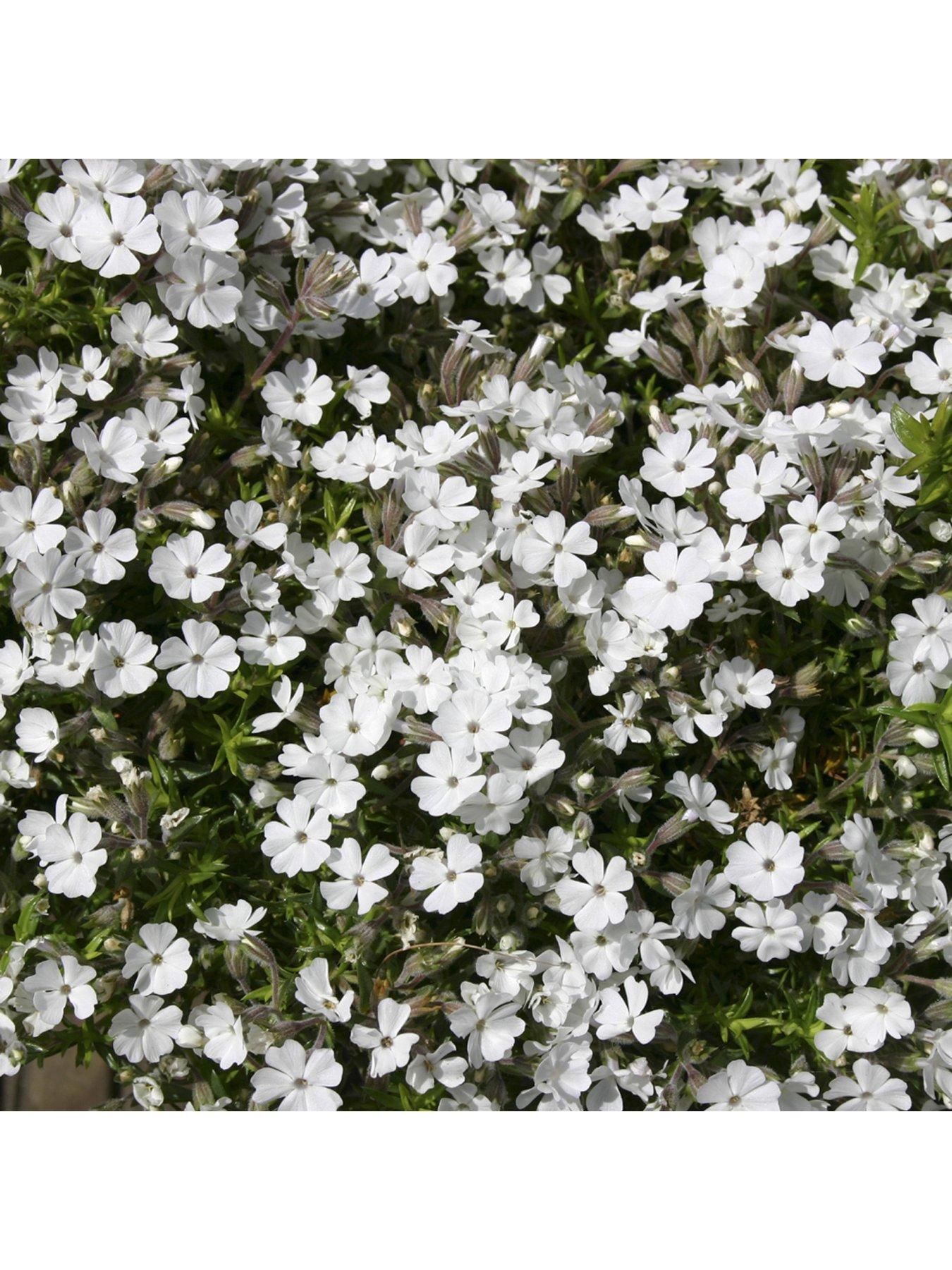Image 3 of 5 of You Garden Creeping Moss Phlox Subulata Collection 6 x 9cm Pots