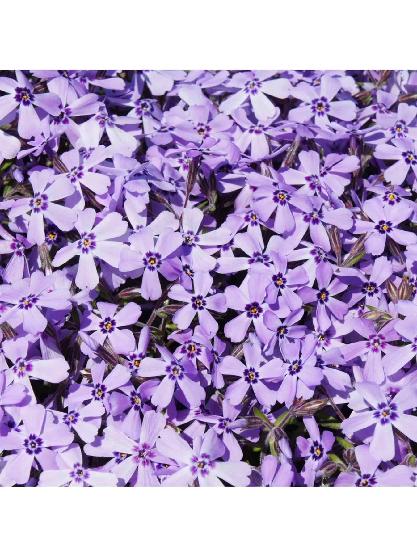 Image 4 of 5 of You Garden Creeping Moss Phlox Subulata Collection 6 x 9cm Pots