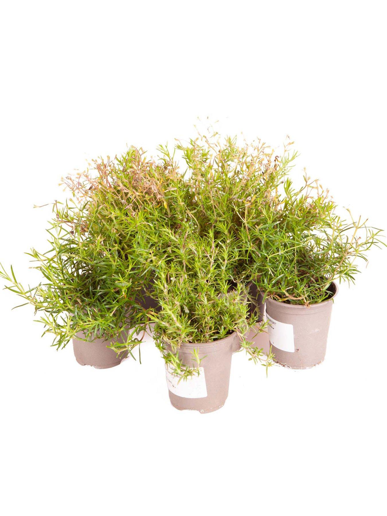 Image 5 of 5 of You Garden Creeping Moss Phlox Subulata Collection 6 x 9cm Pots
