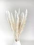  image of ixia-flowers-ixia-mini-pampas-grass-white-65cm-10-stems