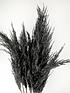  image of ixia-flowers-ixia-black-pampas-grass-wild-reed-plume-black-65cm-10-stems