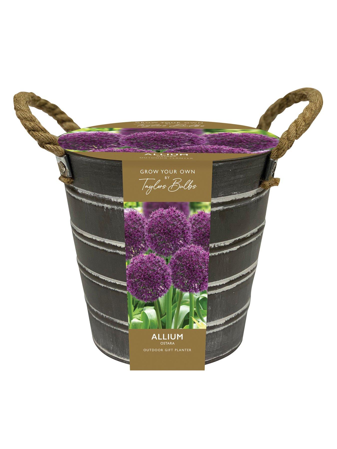 You Garden Outdoor Allium Bucket