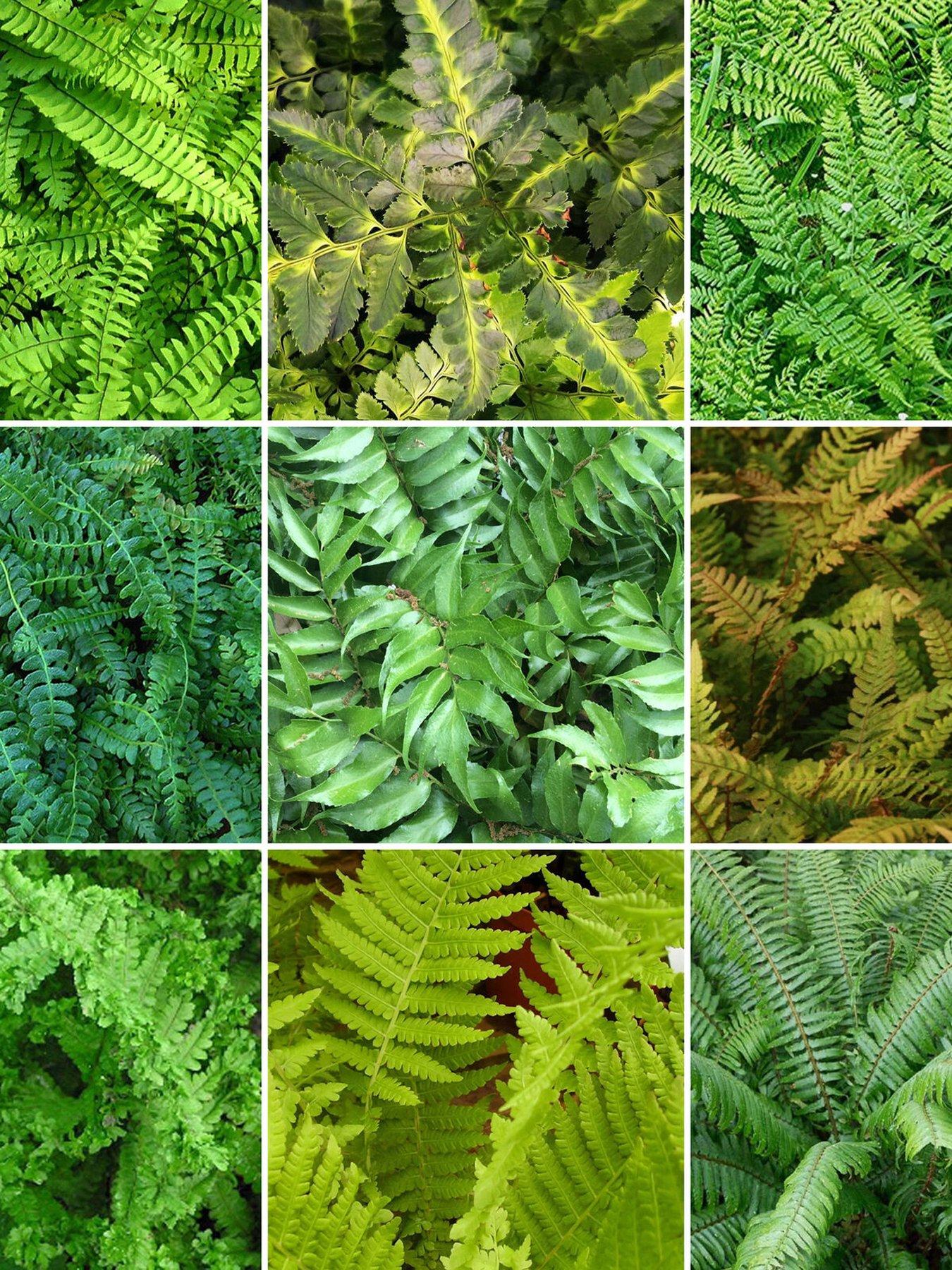 5 x mixed Fern Plants | Very.co.uk