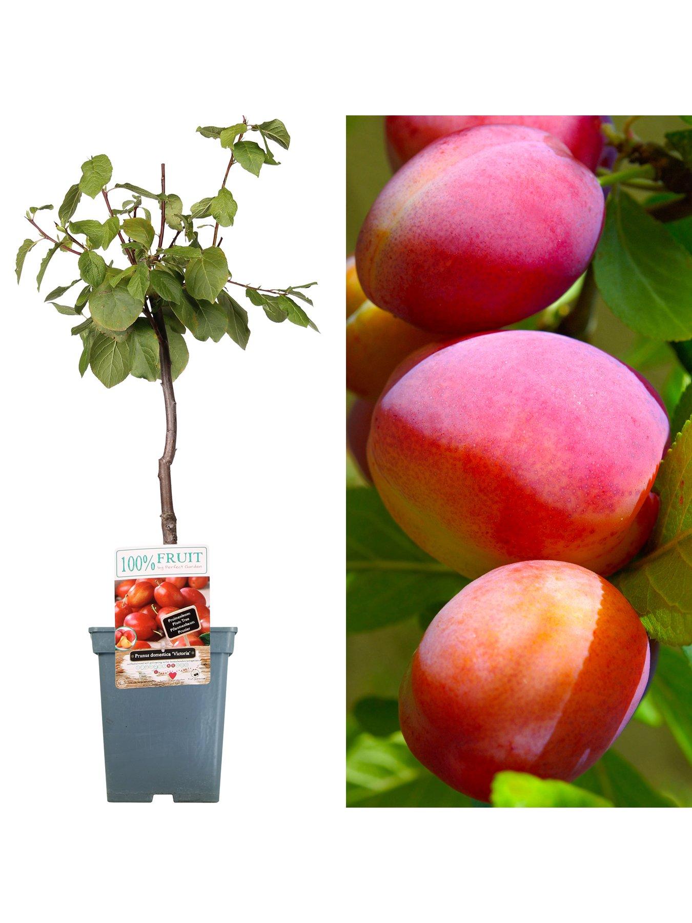 Product photograph of Victoria Plum Patio Tree from very.co.uk
