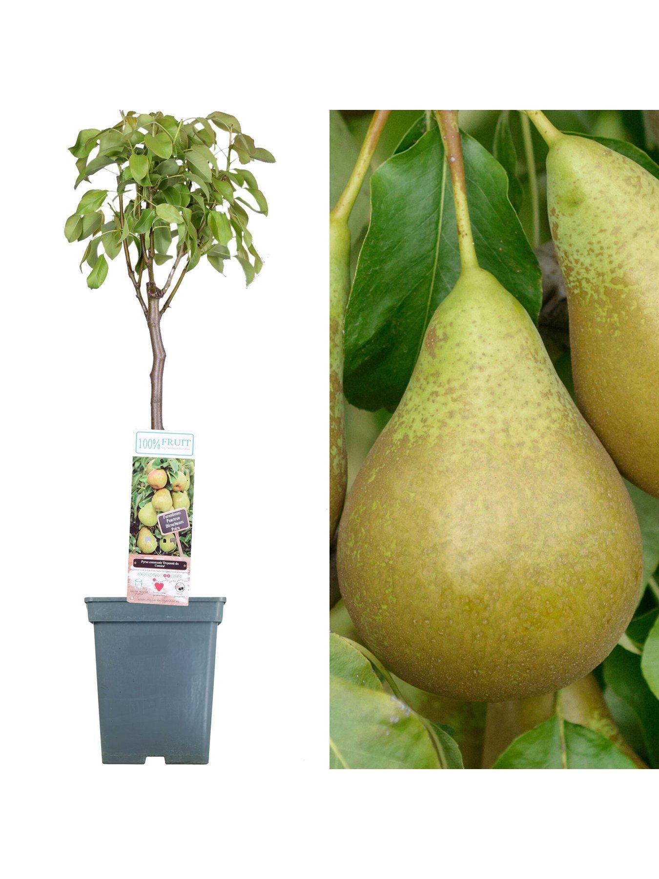 Product photograph of Pear Conference Patio Tree from very.co.uk
