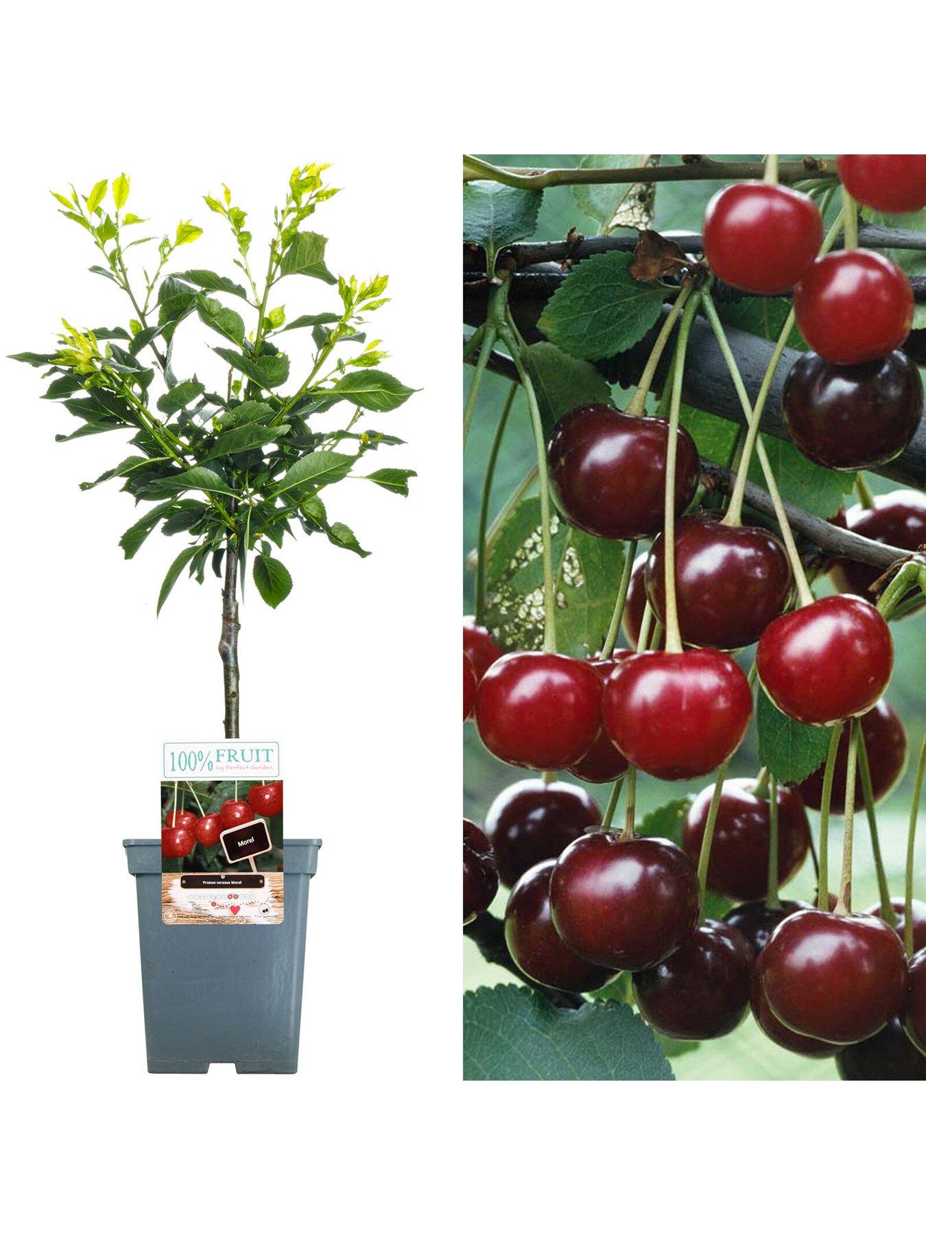 Product photograph of Cherry Morello Patio Tree from very.co.uk