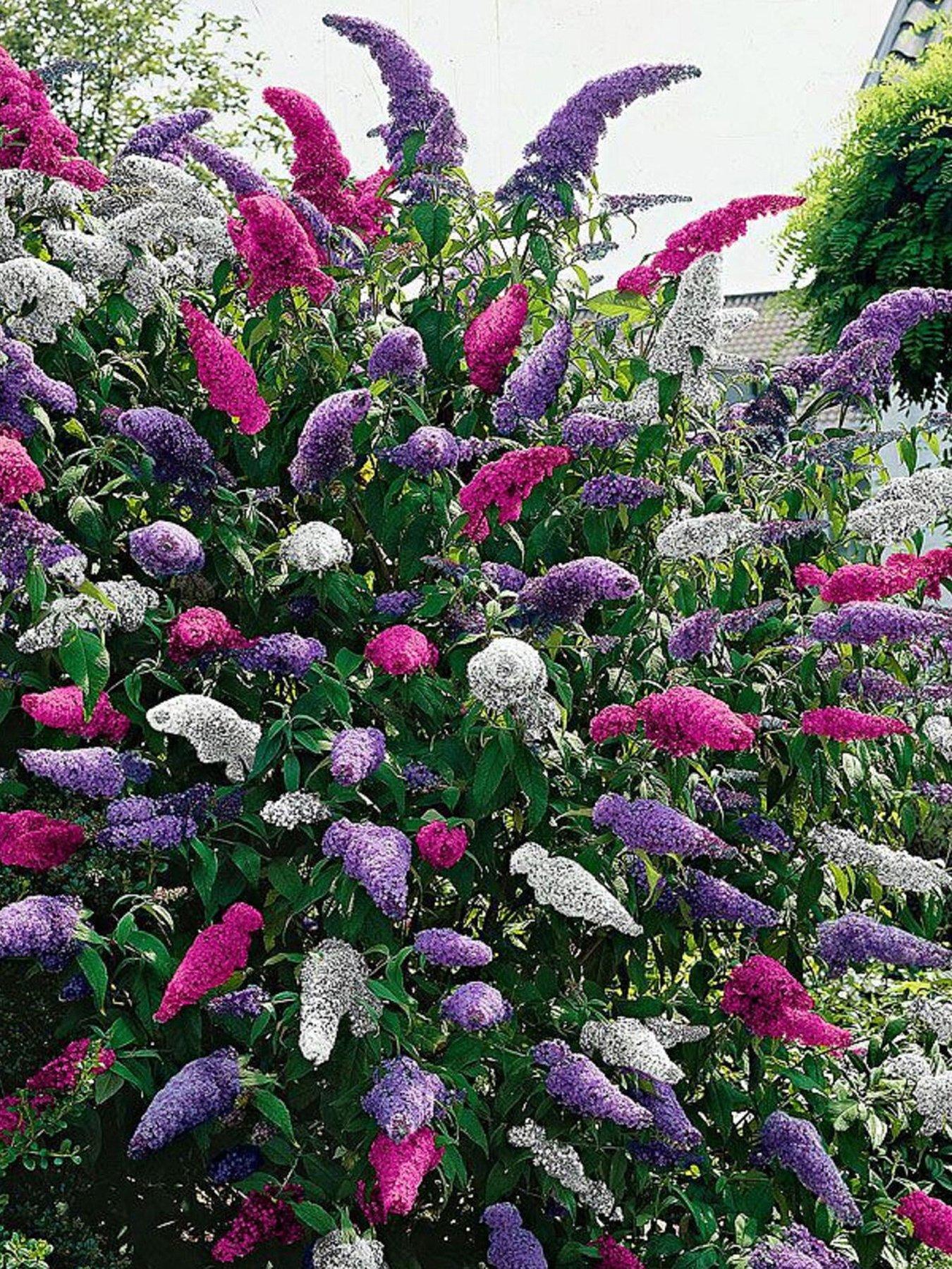 Product photograph of Buddleia Tricolour from very.co.uk