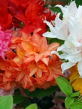 Product photograph of 3 X Mixed Azaleas from very.co.uk