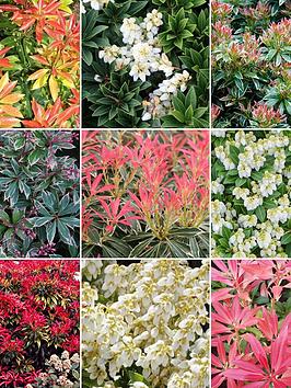 Product photograph of 5 X Mixed Pieris from very.co.uk
