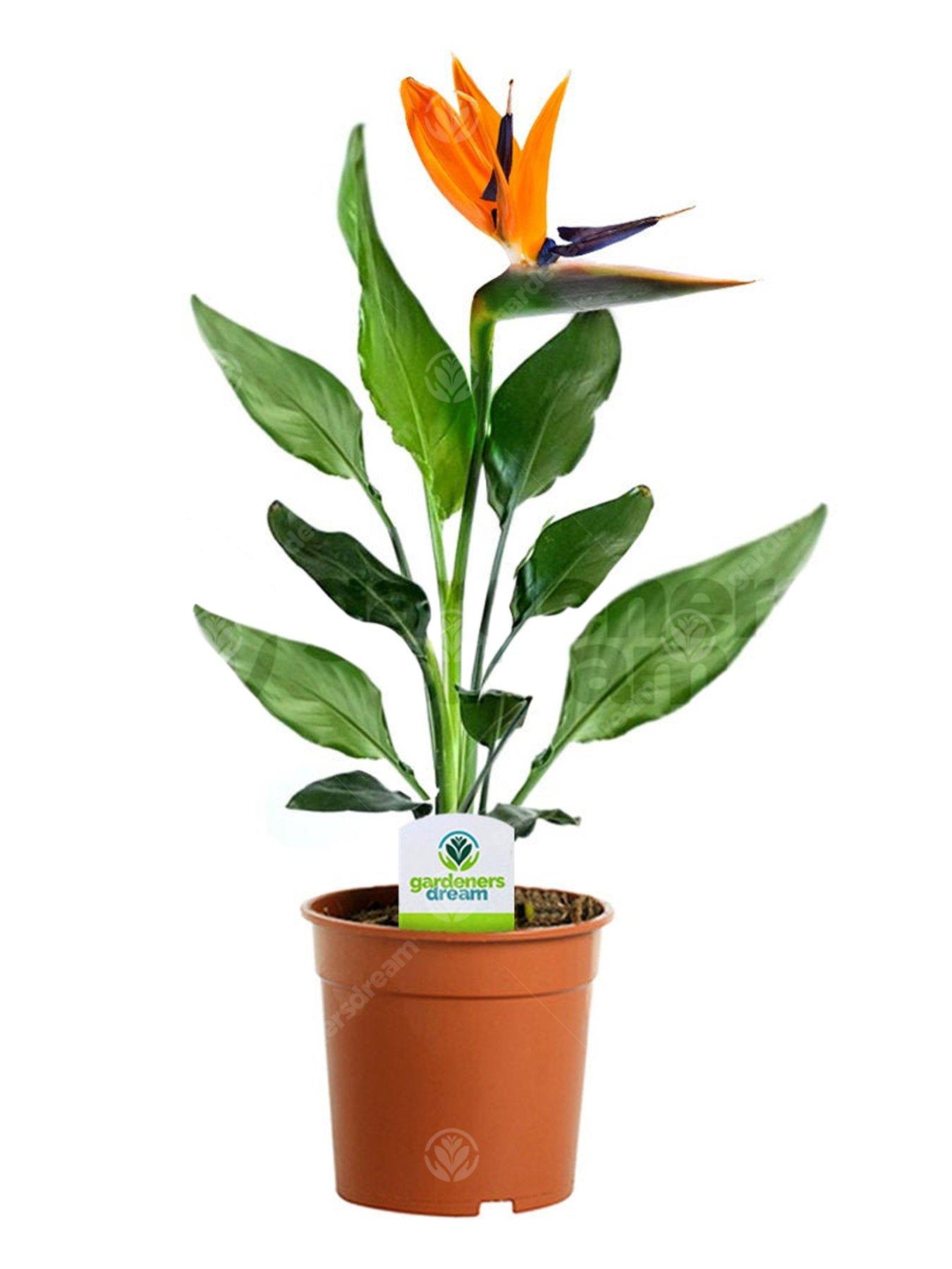 Product photograph of Strelitzia In 12cm Pot from very.co.uk