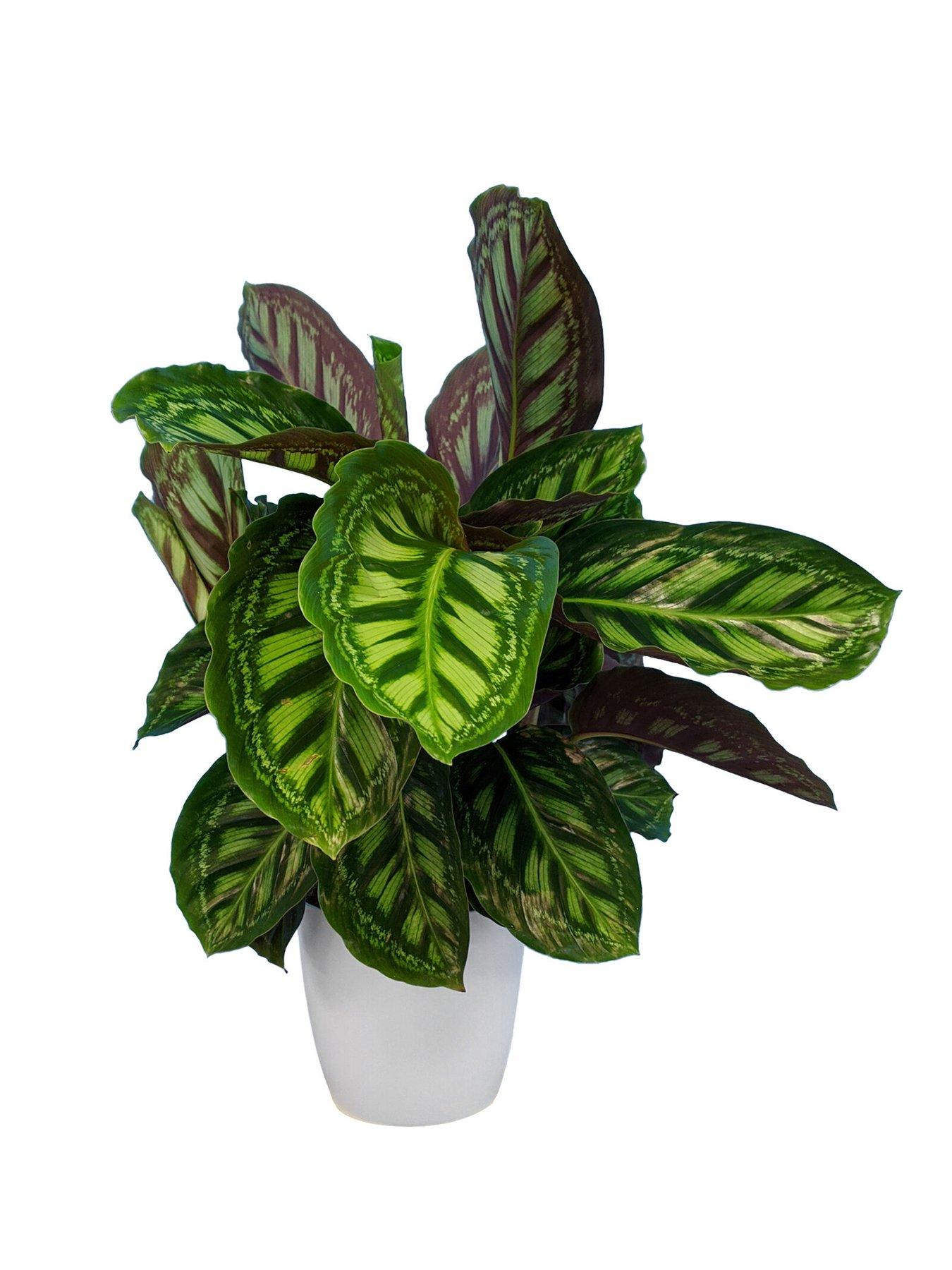 Product photograph of Calathea Flamestar - Prayer Plant from very.co.uk