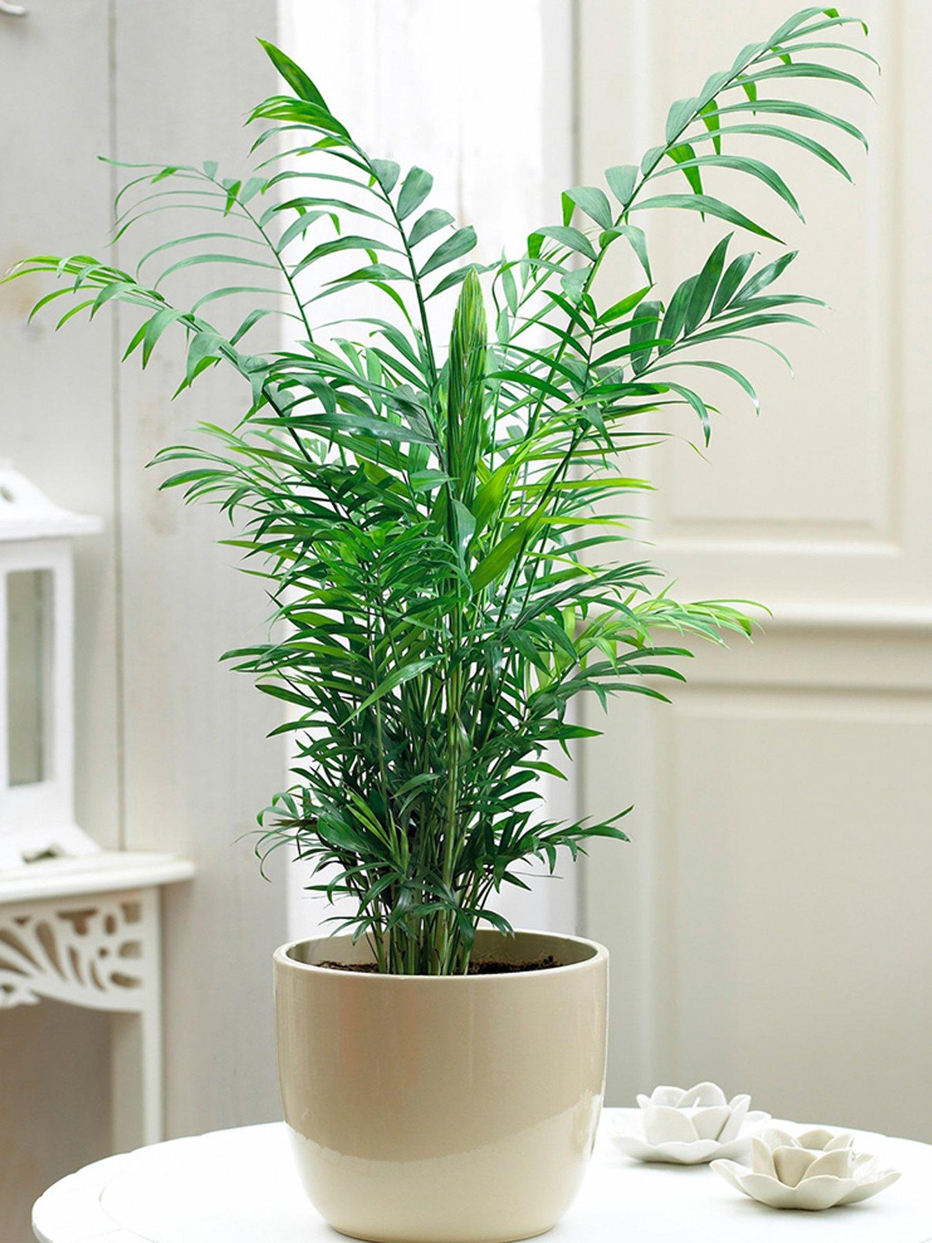 Product photograph of Chamaedorea Elegans In 13cm Pot from very.co.uk