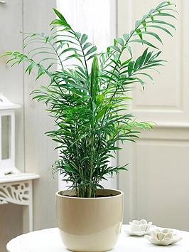 Product photograph of Chamaedorea Elegans In 13cm Pot from very.co.uk
