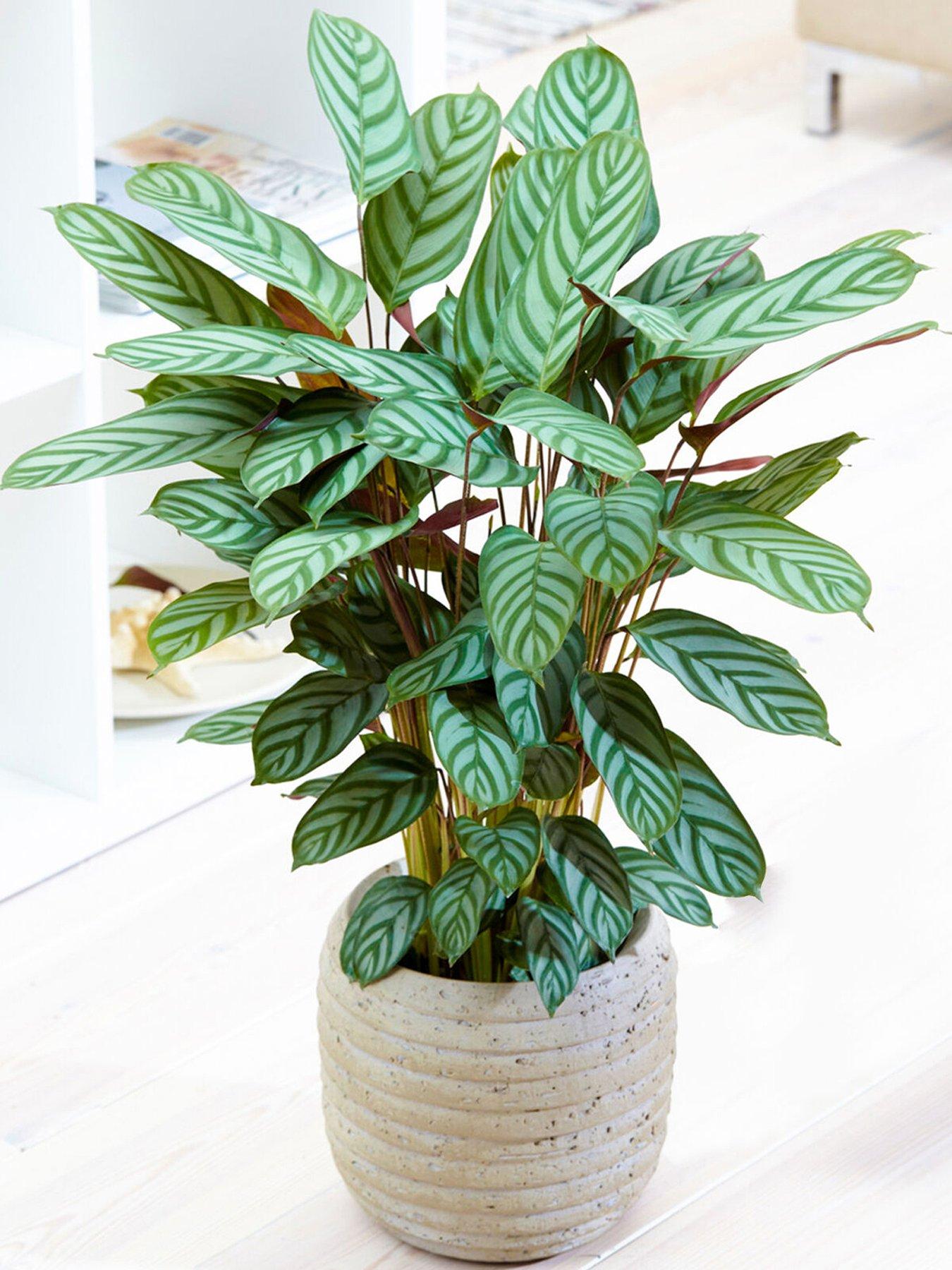 Product photograph of Calathea Compact Star - Prayer Plant from very.co.uk