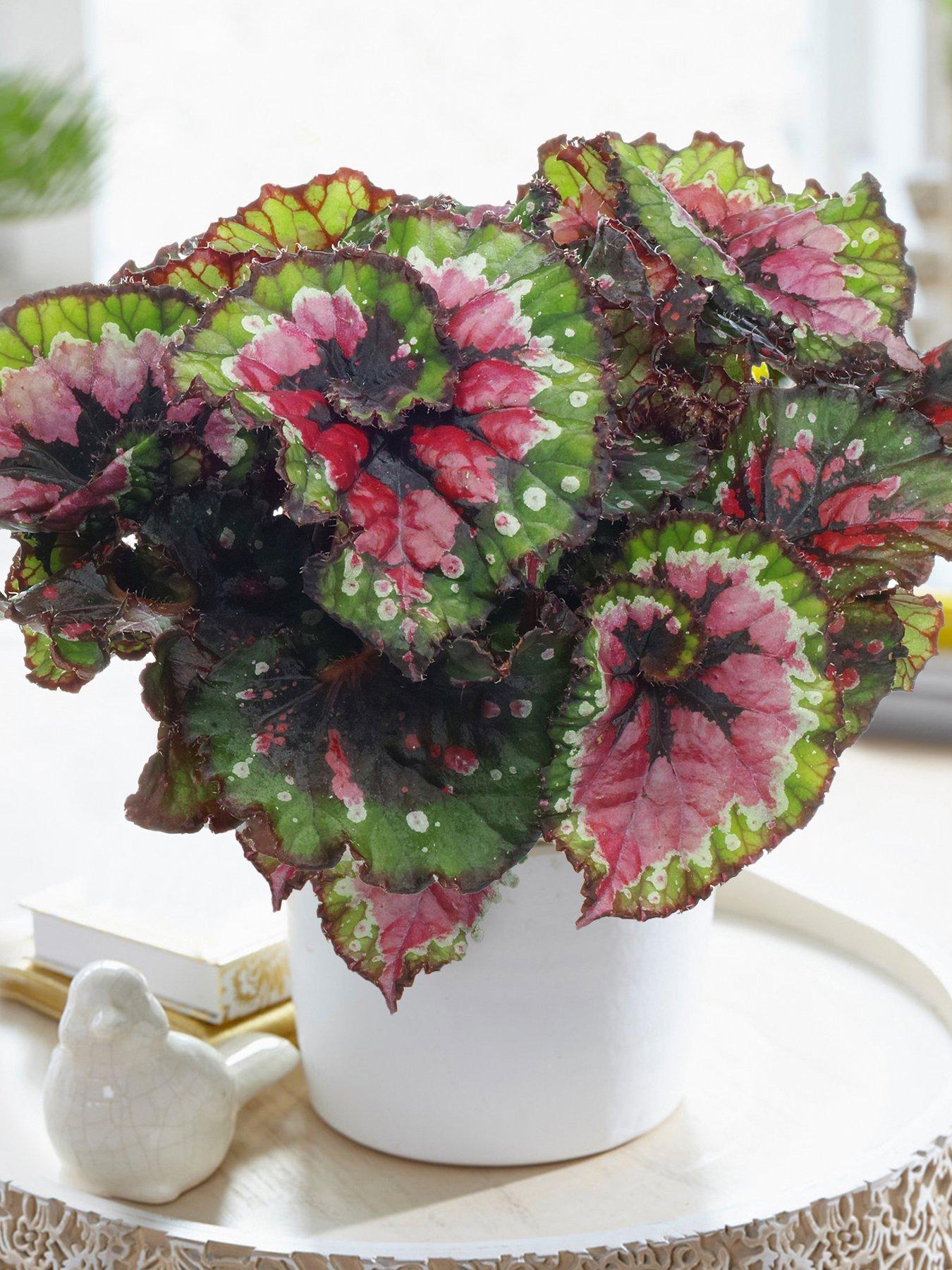 Begonia rex Macarena - King Begonia 