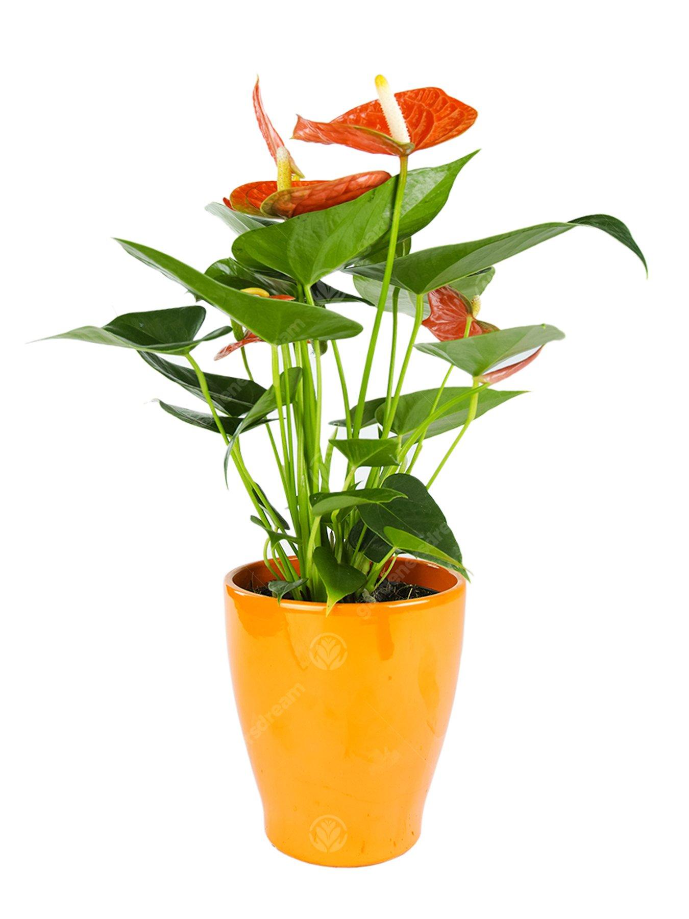 Product photograph of Anthurium Houseplants 13cm Orange Ceramic Pot from very.co.uk