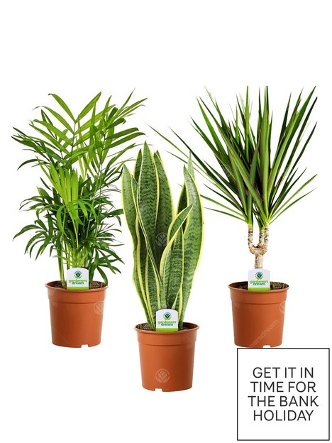 indoor-plant-mix-3-plants-house-office-live-potted-pot-plant-tree-mix-d