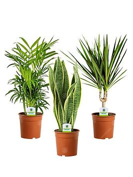 Product photograph of Indoor Plant Mix - 3 Plants - House Office Live Potted Pot Plant Tree Mix D from very.co.uk