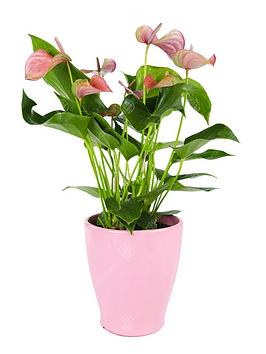 Product photograph of Anthurium Houseplants 13cm Pink Ceramic Pot from very.co.uk
