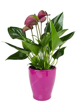 Product photograph of Anthurium Houseplants 13cm Purple Ceramic Pot from very.co.uk