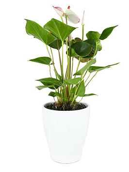 Product photograph of Anthurium Houseplants 13cm White Ceramic Pot from very.co.uk