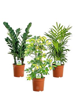 Product photograph of Indoor Plant Mix - 3 Plants - House Office Live Potted Pot Plant Tree Mix A from very.co.uk