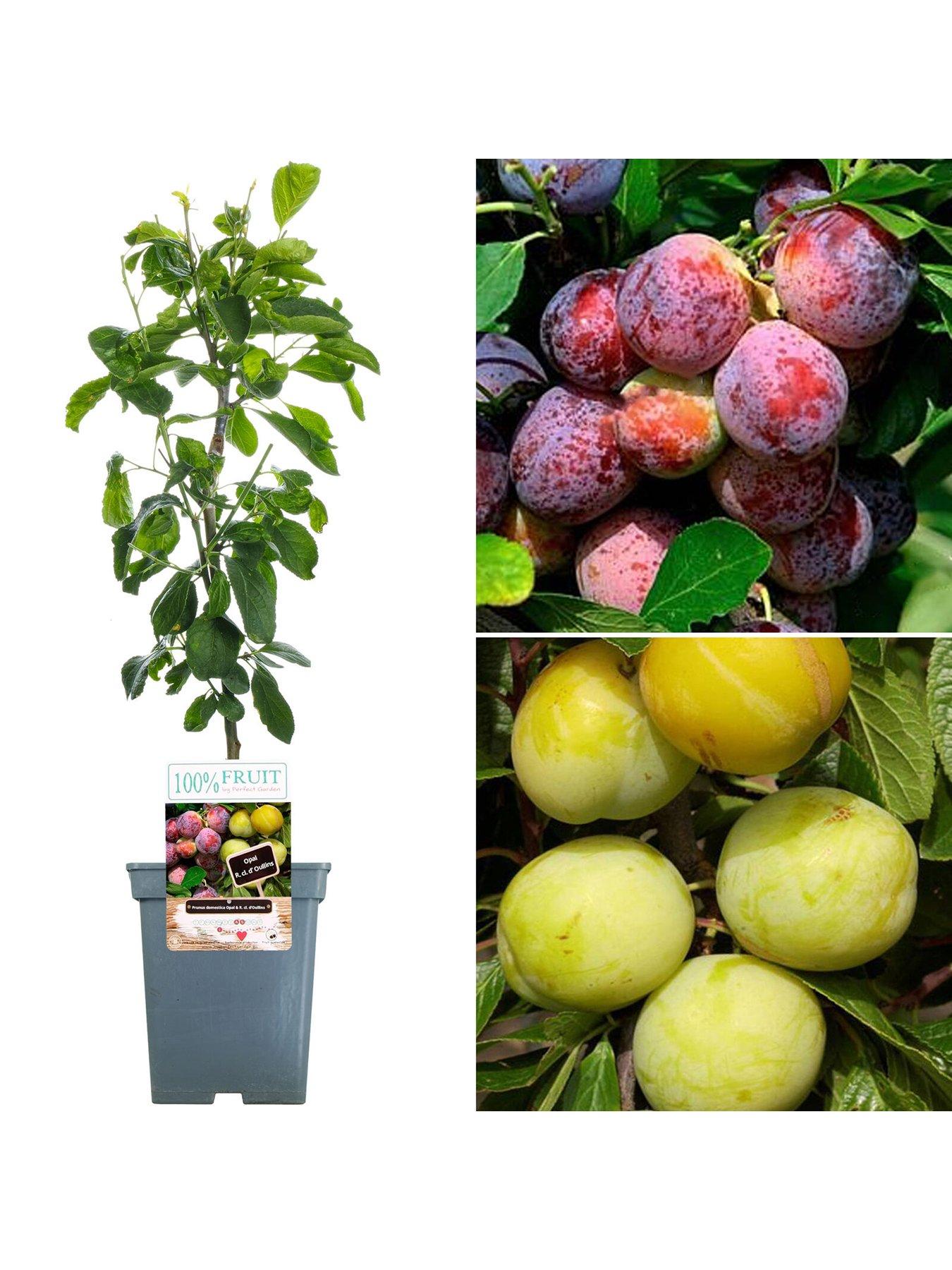 Duo Plum Patio tree very.co.uk