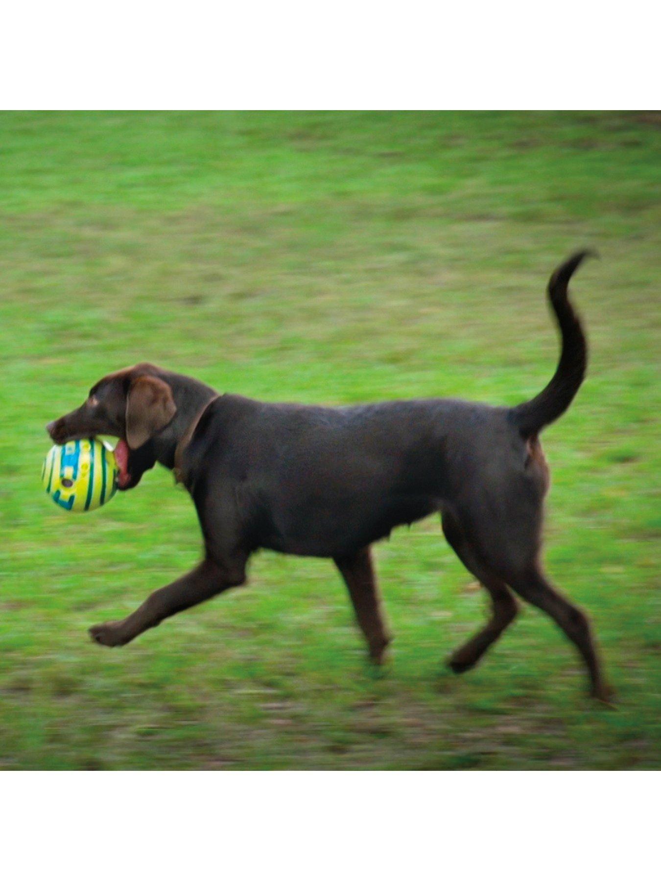 Image 5 of 5 of JML Wobble Wag Giggle Ball Dog Toy