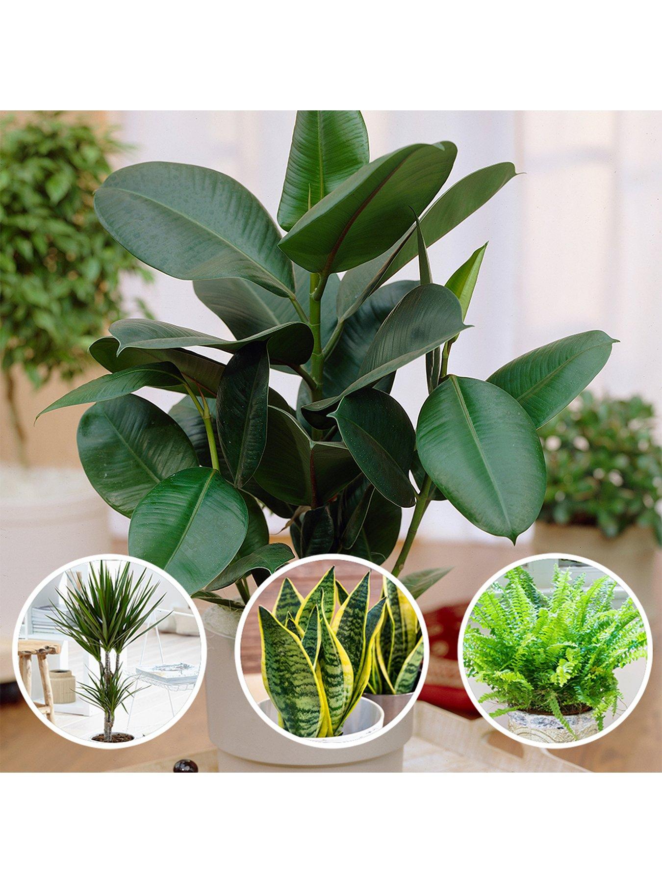 Air Purifying Plant Bundle (Bundle of 4 Houseplants) very.co.uk