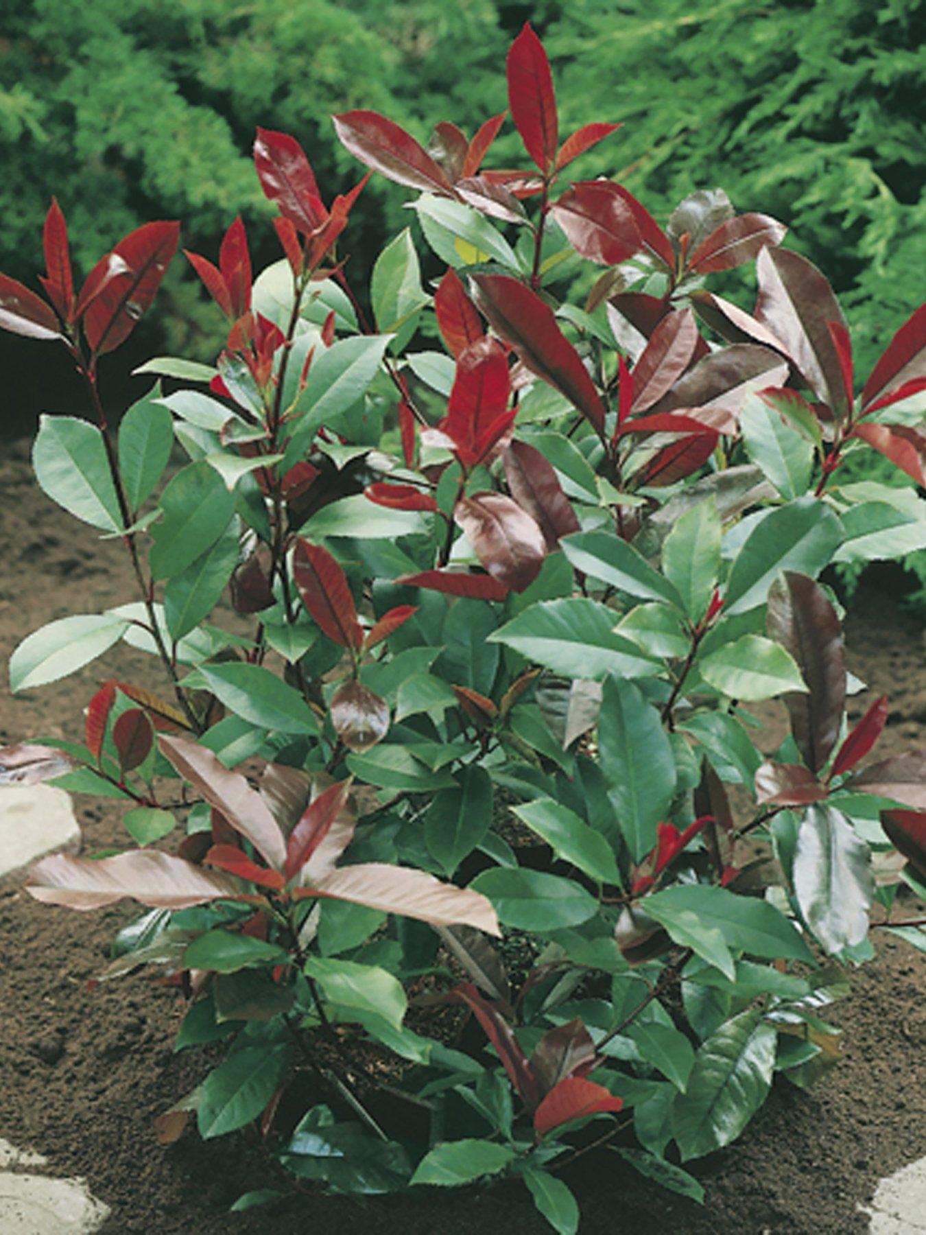 Product photograph of You Garden Photinia Red Robin Hedging Pack 10 X 9cm from very.co.uk