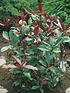  image of photinia-red-robin-hedging-pack-10-x-9cm