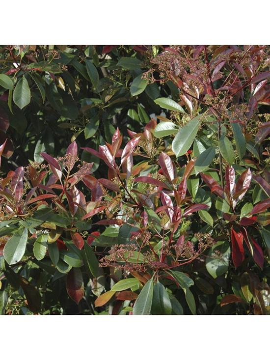 stillFront image of photinia-red-robin-hedging-pack-10-x-9cm