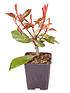  image of photinia-red-robin-hedging-pack-10-x-9cm