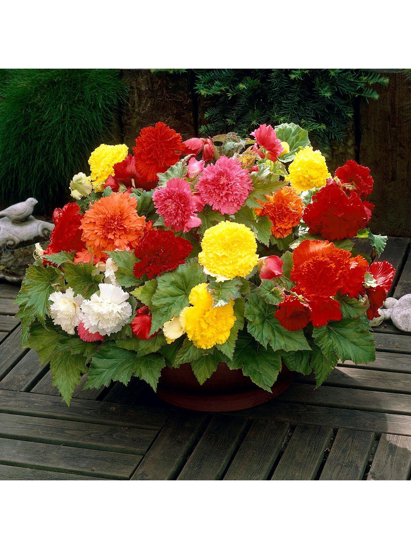 undefined Begonia Fimbriata Mix x 10 Tubers