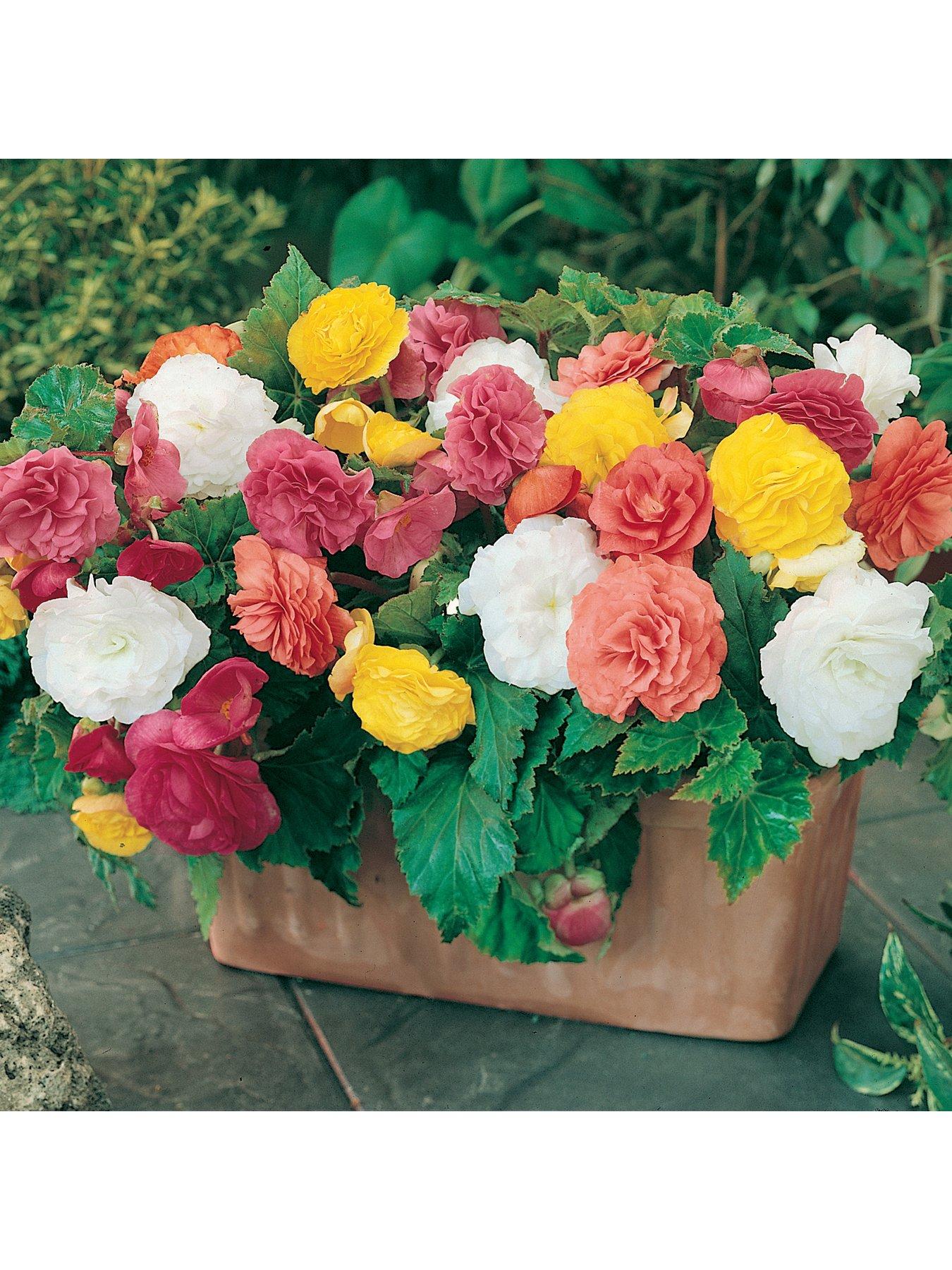 You Garden Begonia Non Stop x 10 tubers