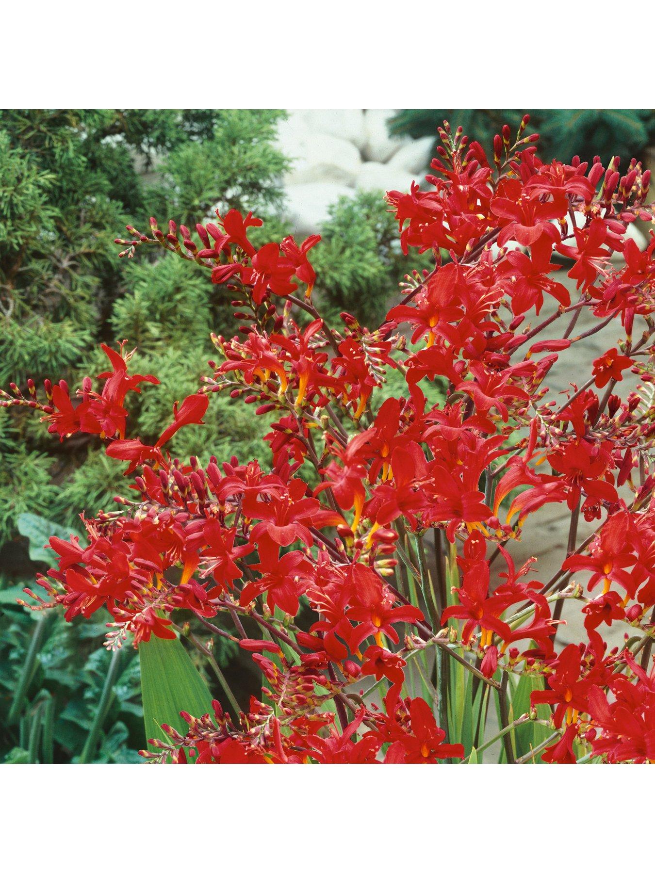 undefined Crocosmia Lucifer 10 bulbs