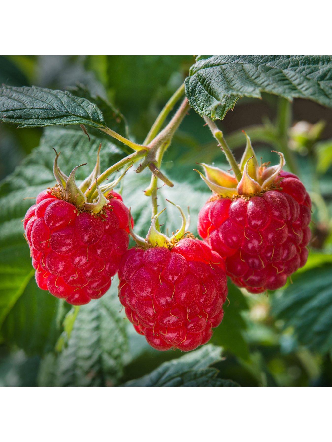 Product photograph of You Garden Premium Long Cane Raspberry X 10 from very.co.uk