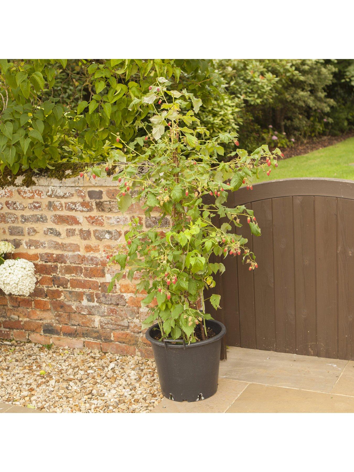 You Garden Premium Long Cane Raspberry x 10 | Very