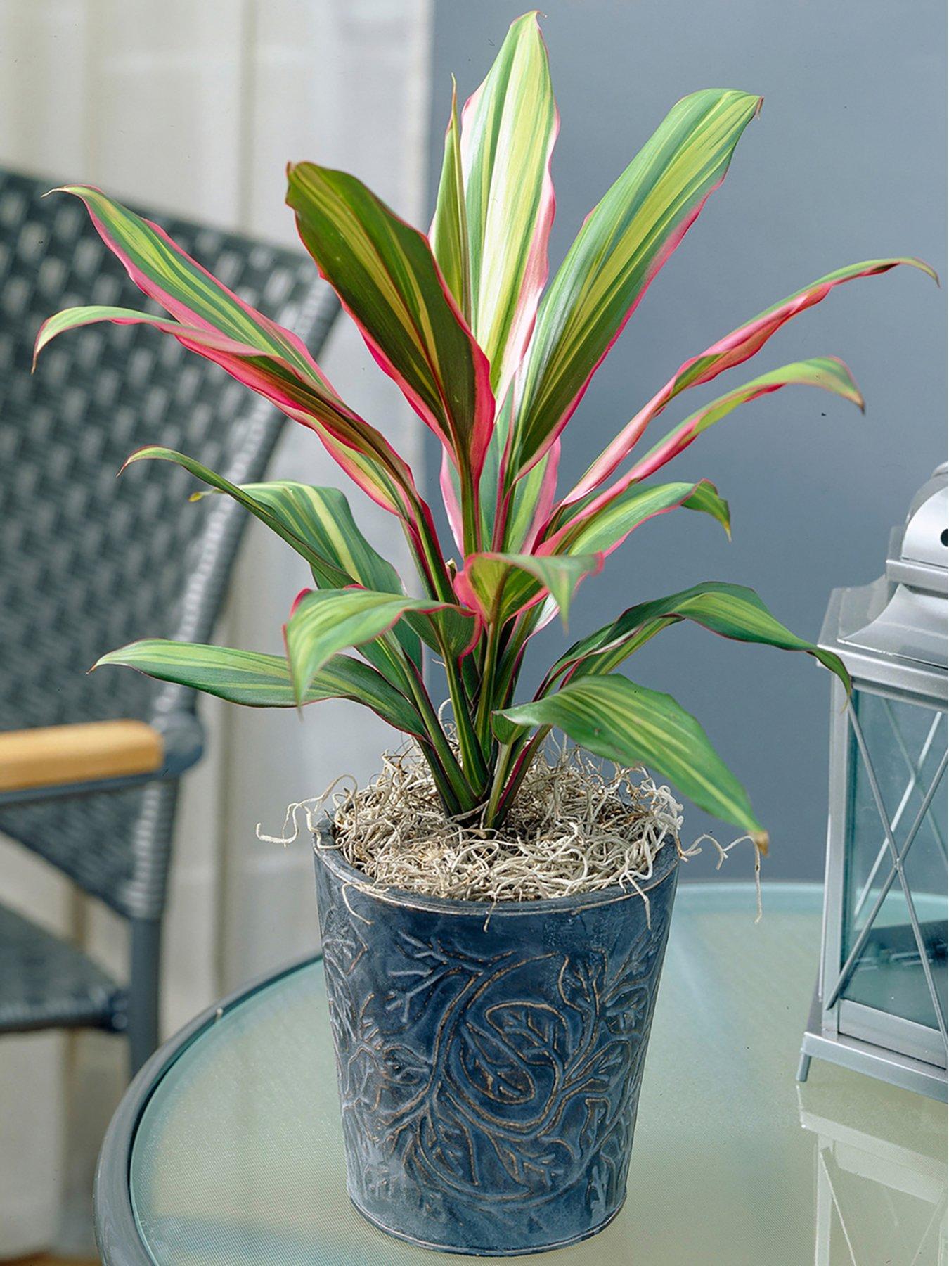 Product photograph of Cordyline Kiwi - Good Luck Plant from very.co.uk