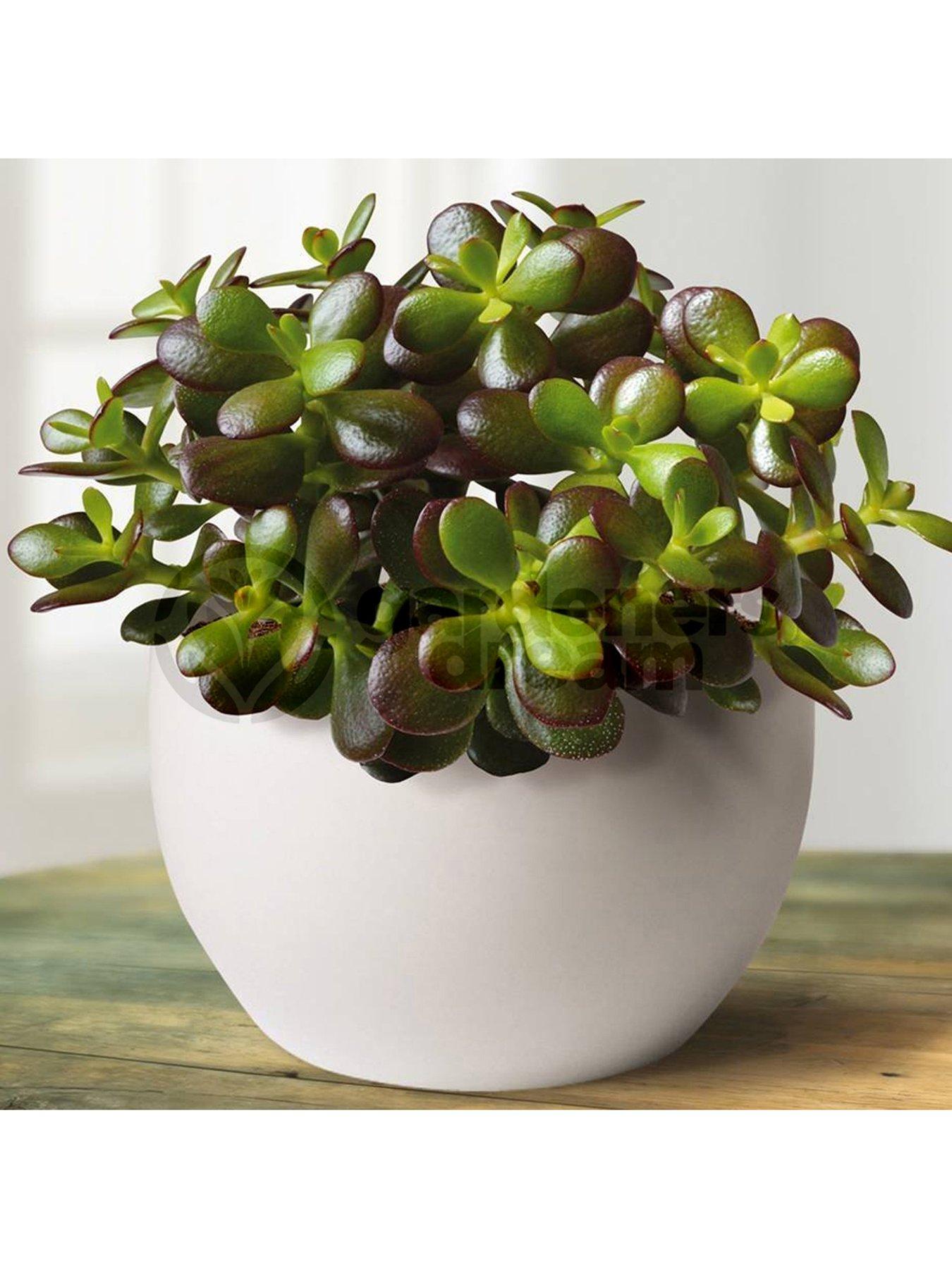 Product photograph of Crassula Ovata - Friendship Tree from very.co.uk