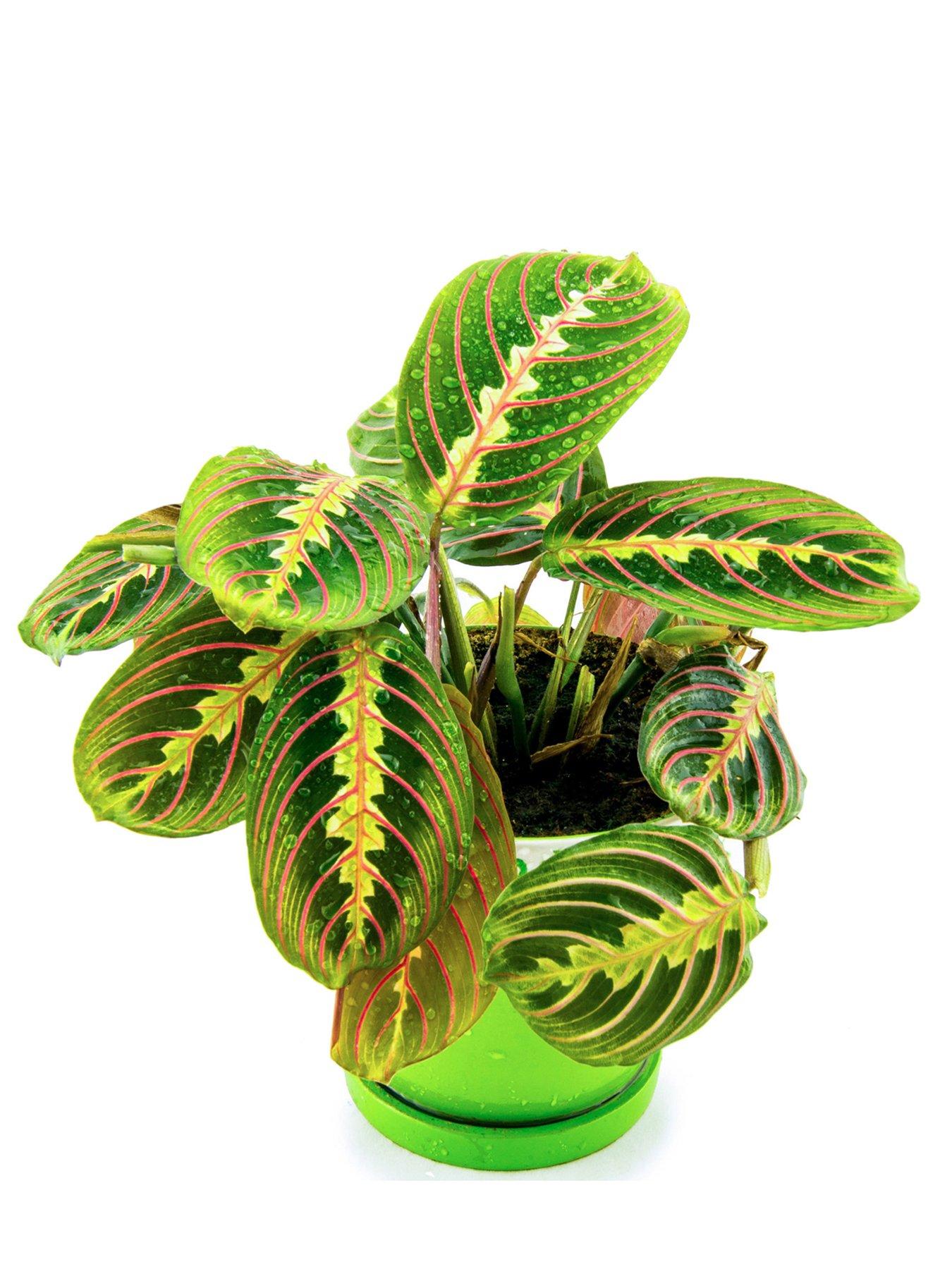 Product photograph of Maranta Fascinator Tricolour - Prayer Plant from very.co.uk