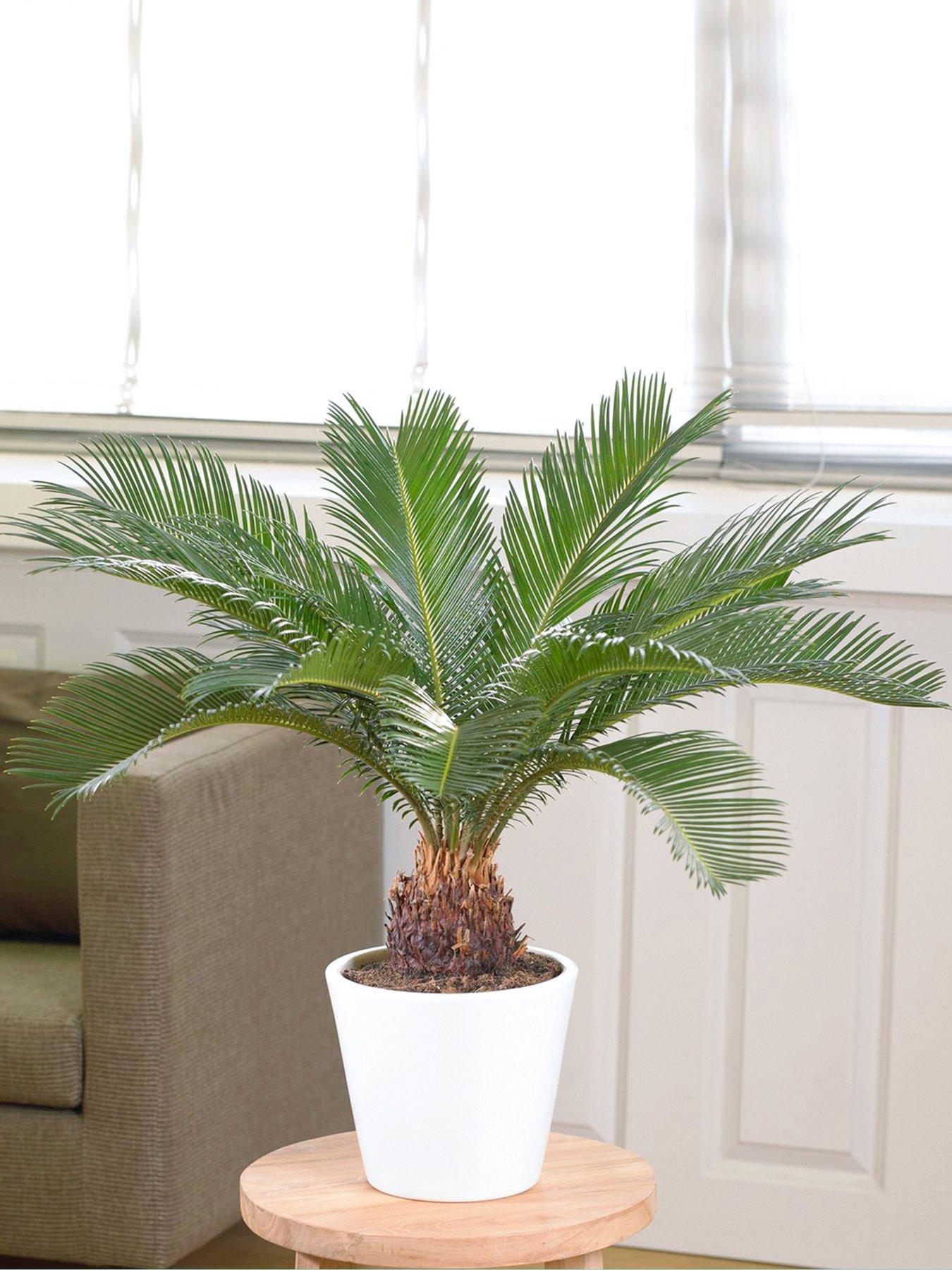 Product photograph of Cycas Revoluta - Sago Palm from very.co.uk