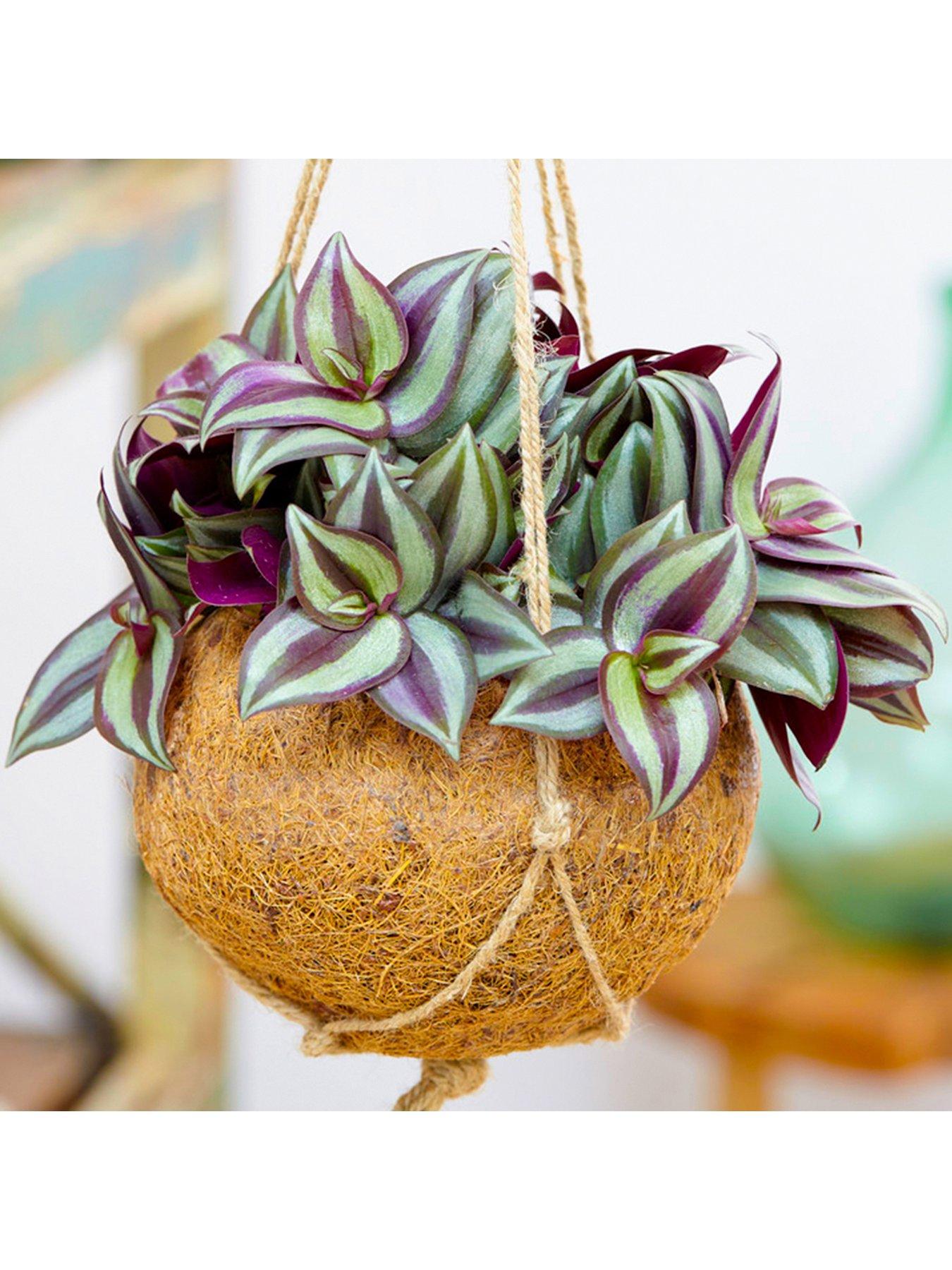 Product photograph of Tradescantia Zebrina - Wandering Dude from very.co.uk