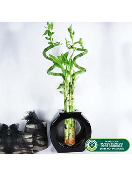 Product photograph of 30cm Lucky Bamboo - 3 Spiral Stems from very.co.uk